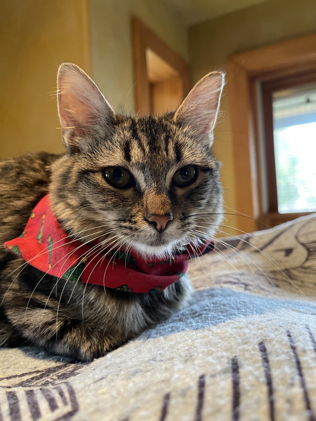 Thunder, an adoptable Domestic Medium Hair in Lincoln, CA, 95648 | Photo Image 3