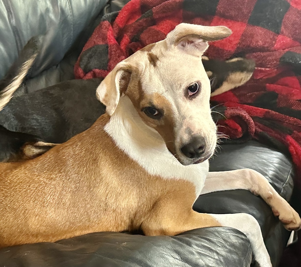 Angelina