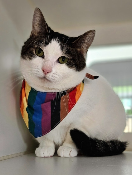 Babycat (In Foster), an adoptable Domestic Short Hair in Muskegon, MI, 49442 | Photo Image 1