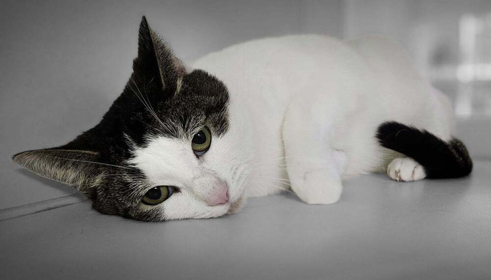 Babycat (In Foster), an adoptable Domestic Short Hair in Muskegon, MI, 49442 | Photo Image 2