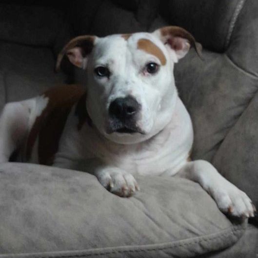 Dog for adoption - Tuff, an English Bulldog & American Staffordshire ...