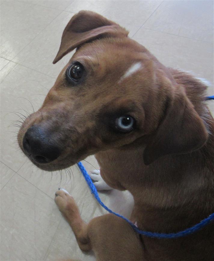 Dog for adoption COPPER a Dachshund Mix in Killeen TX Petfinder