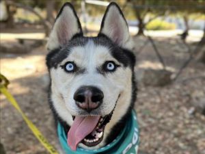 LOVO Mixed Breed Dog