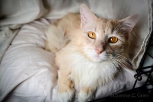 Aslan Domestic Long Hair Cat