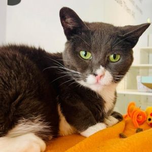 Say hello to Runt a delightful 7-year-old grey and white queen with a heart as sweet as her demeano