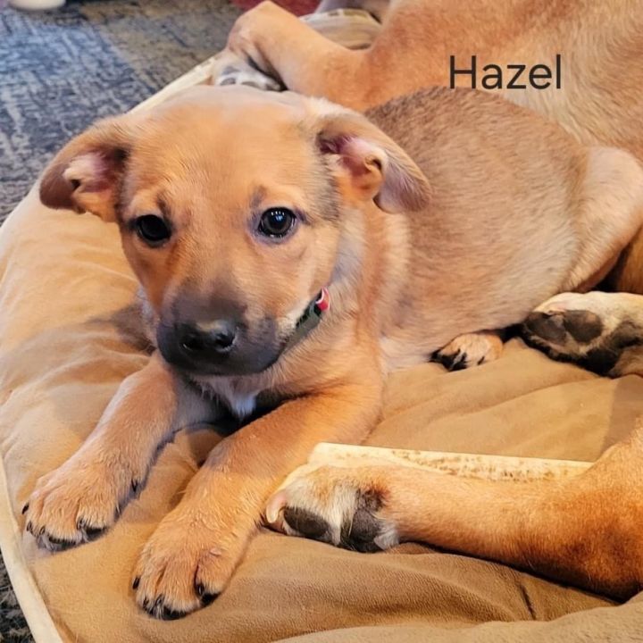 Hazel & Pet Pup, 18-inch Dog Trainer Doll