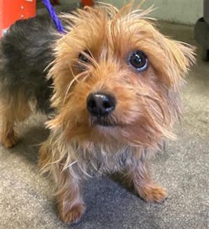 Dog for adoption APRICOT JAM a Yorkshire Terrier in Sacramento