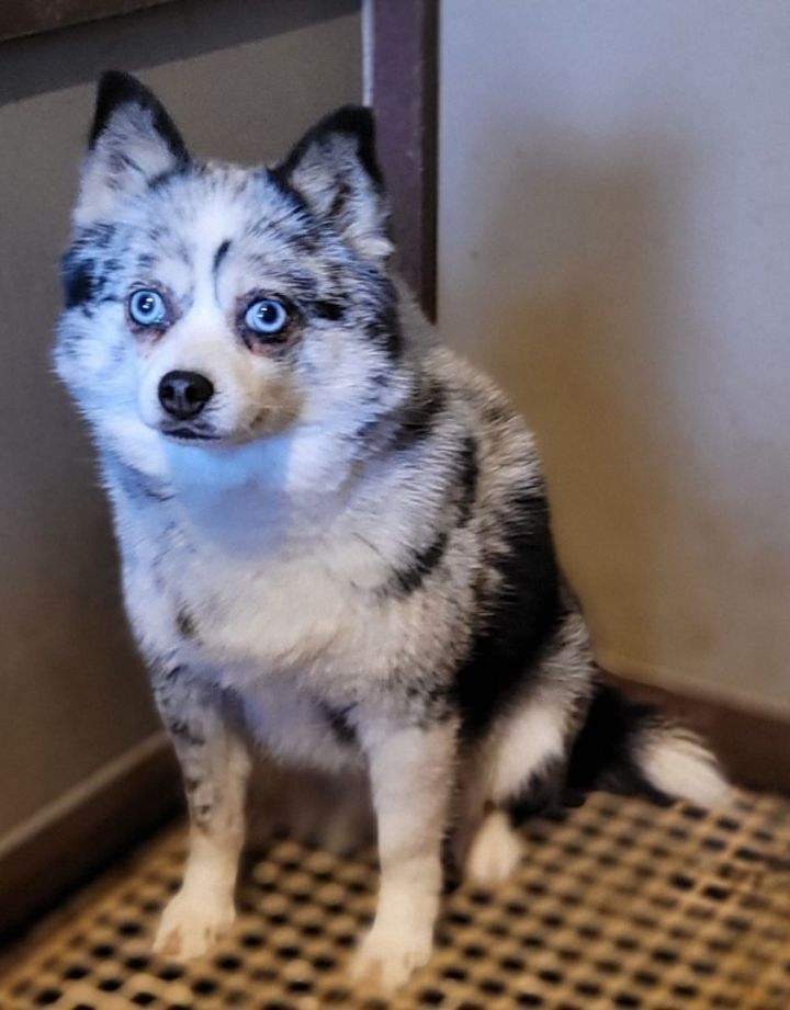 Pomsky petfinder hot sale