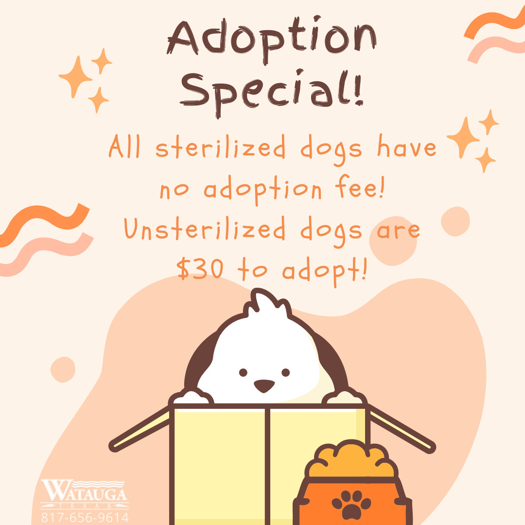 Adoption special!