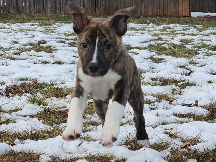 Plott shop hound kennels