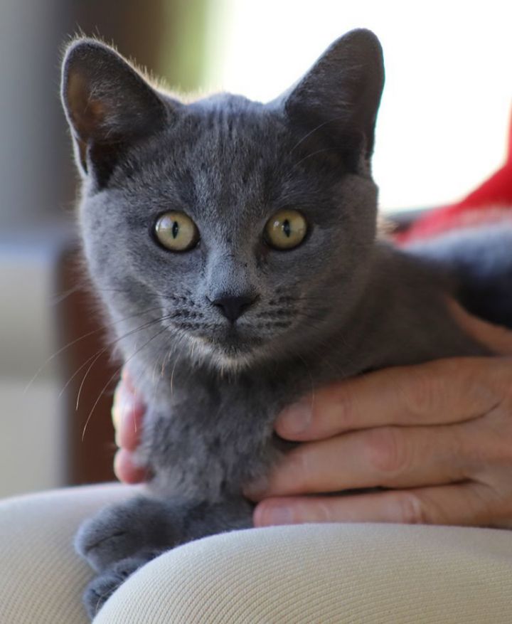 Sterling, an adoptable Domestic Short Hair Mix in North Fort Myers, FL_image-1
