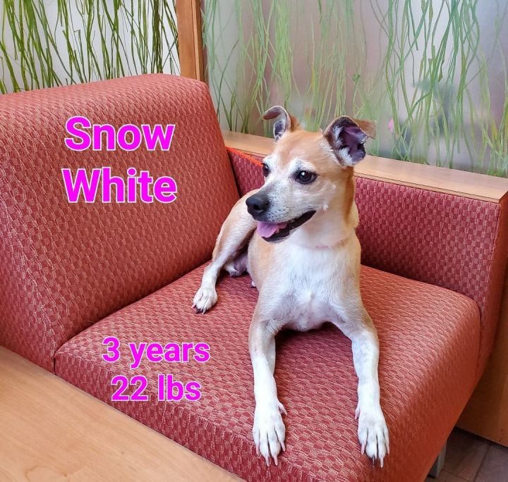 Sneezy, an adoptable Terrier Mix in Naperville, IL_image-2