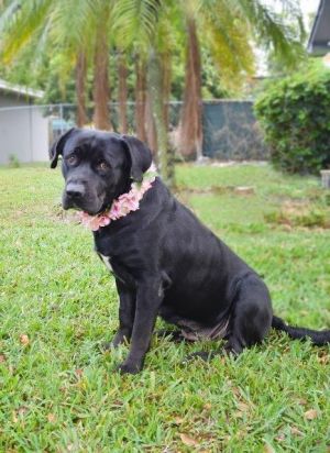 Midnight is a 4 yr old lab mix that weighs around 70 lbs She is a gentle giant and loves