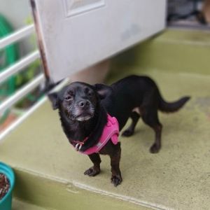 Blossom is a 4 year old 13 lb chihuahua mix She is very sweet affectionate and playful Blossom 