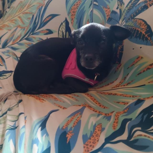 Blossom, an adoptable Chihuahua & Dachshund Mix in Plantation, FL_image-2