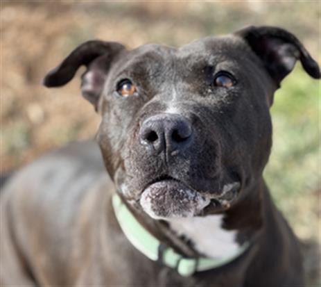 LUCY, an adoptable Pit Bull Terrier in Santa Fe, NM_image-1