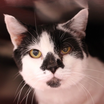 Mustache, an adoptable Domestic Short Hair Mix in Hilliard, OH_image-2