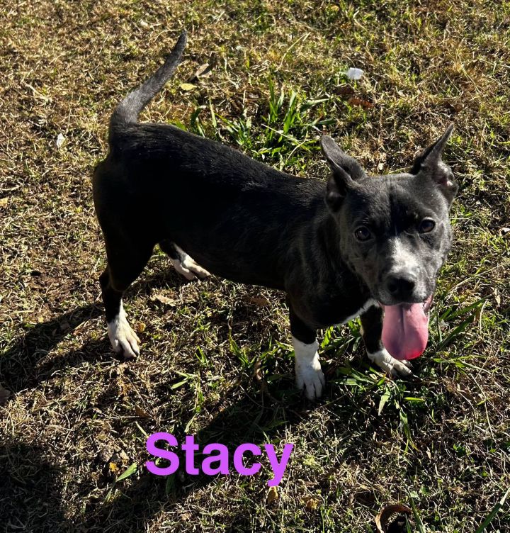Stacy, an adoptable Terrier Mix in Okemah, OK_image-5
