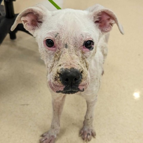 Periwinkle, an adoptable American Staffordshire Terrier Mix in San Antonio, TX_image-1