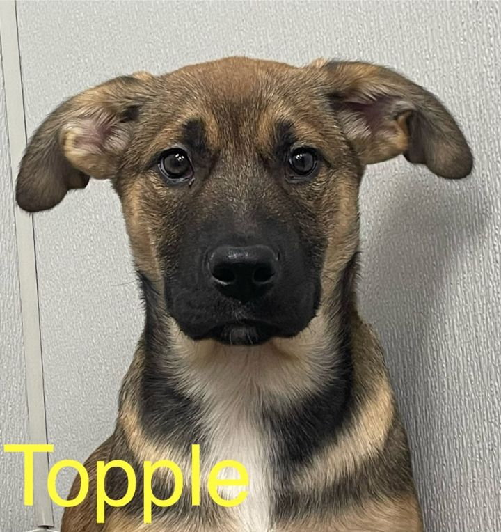 Topple, an adoptable German Shepherd Dog Mix in Eureka, MO_image-1