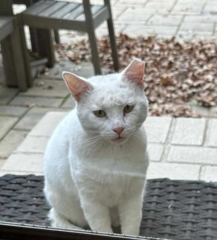 White Kitty, an adopted Domestic Short Hair in Louisville, KY_image-2