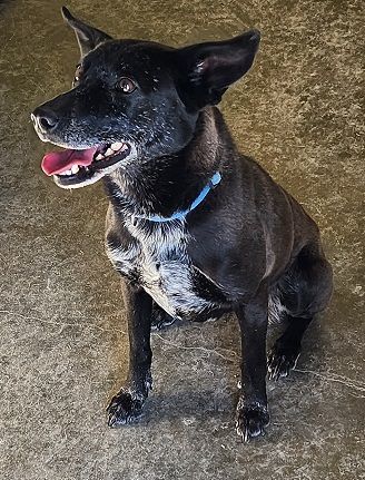 Zoe (ZoZo), an adopted Australian Cattle Dog / Blue Heeler in Port Lavaca, TX_image-1