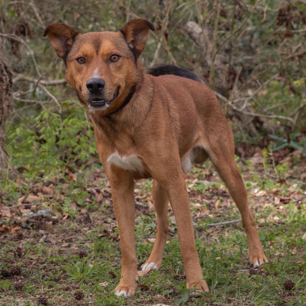 Wes, an adoptable Shepherd, Hound in QUINCY, FL, 32351 | Photo Image 1
