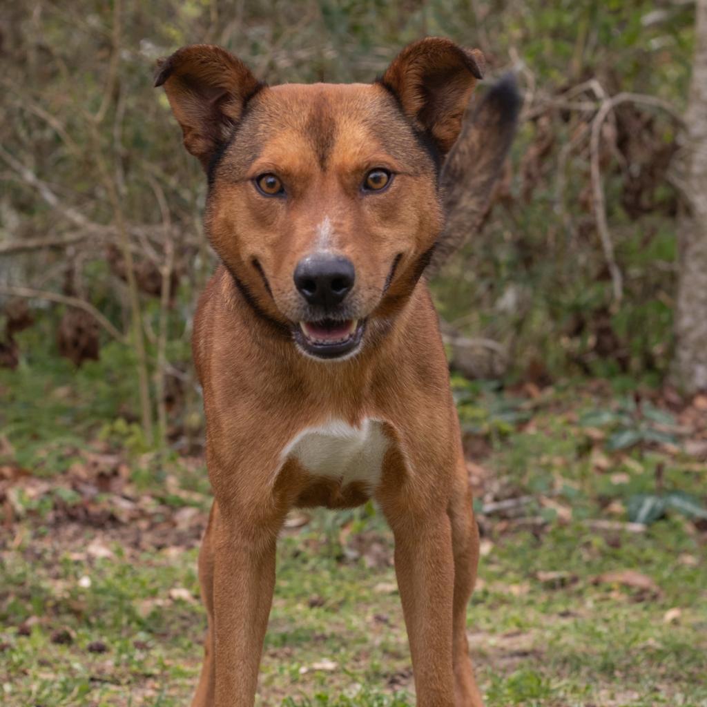 Wes, an adoptable Shepherd, Hound in QUINCY, FL, 32351 | Photo Image 2