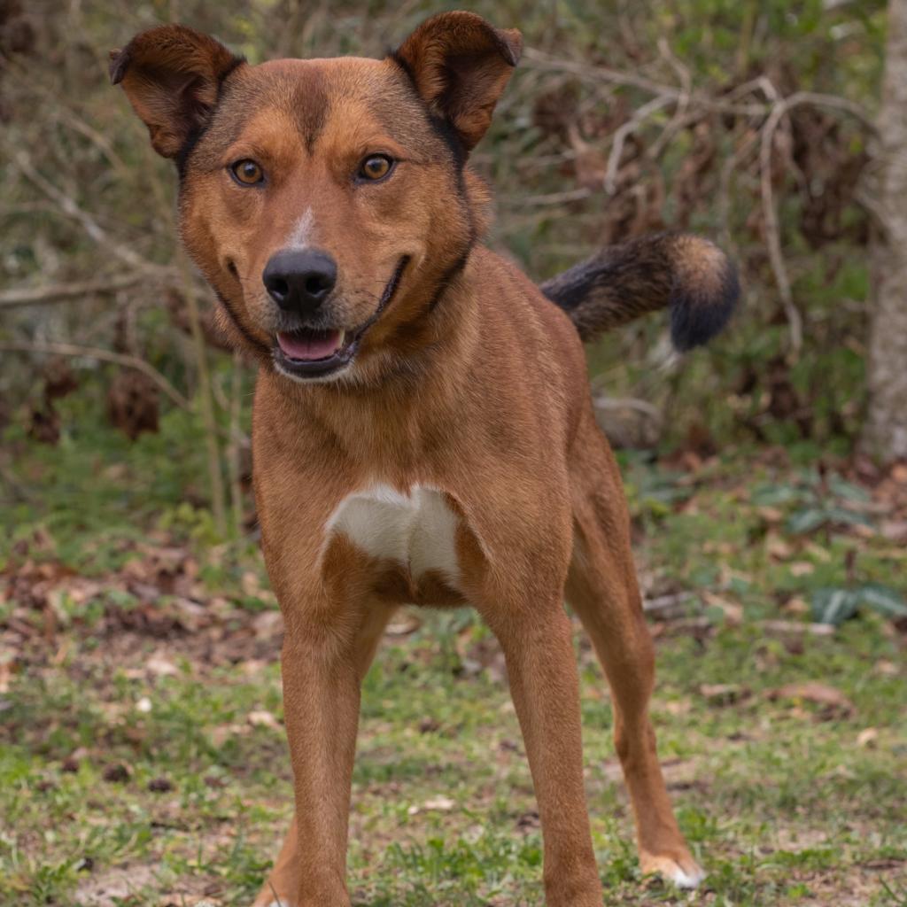 Wes, an adoptable Shepherd, Hound in QUINCY, FL, 32351 | Photo Image 3