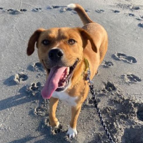 Wes, an adoptable Shepherd, Hound in QUINCY, FL, 32351 | Photo Image 4