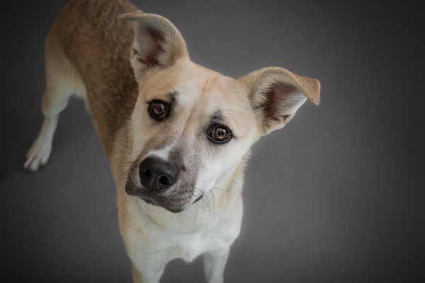 Bubbles, an adoptable Shepherd Mix in Winchester, KY_image-1