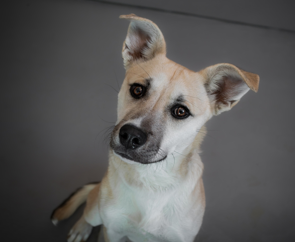 Bubbles, an adoptable Shepherd Mix in Winchester, KY_image-2
