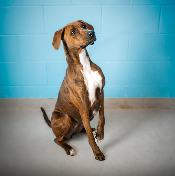 Clementine, an adoptable Hound Mix in Winchester, KY_image-1