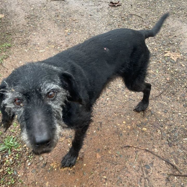 Petfinder irish sale wolfhound