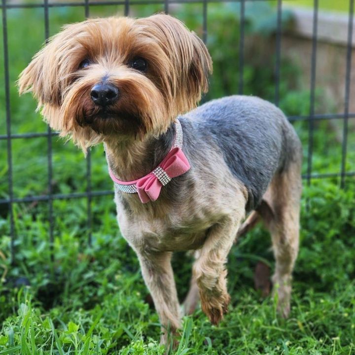 Jessie, an adoptable Silky Terrier & Yorkshire Terrier Mix in Clovis, CA_image-1