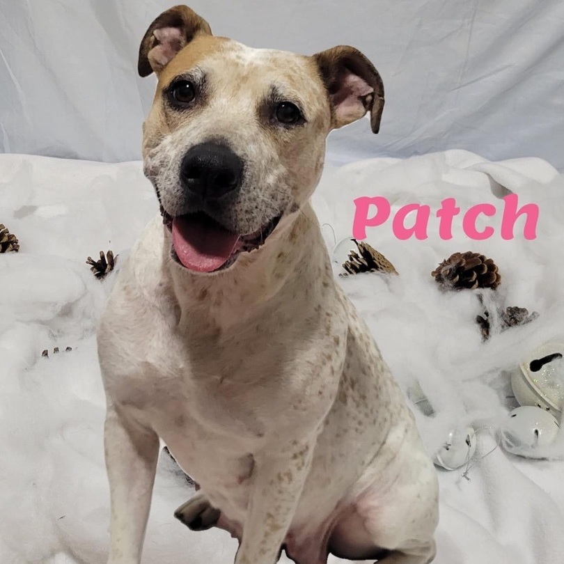 Patch  (Adopt or Foster)