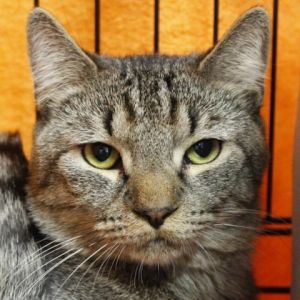 Meet Mystery the 1 12-year-old tabby male with a heart full of sweetness and playfulness ready to
