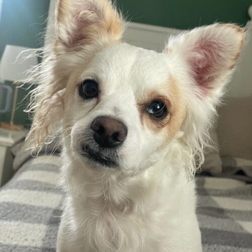 Leroy, an adoptable Papillon, Chihuahua in Verona, NJ, 07044 | Photo Image 3