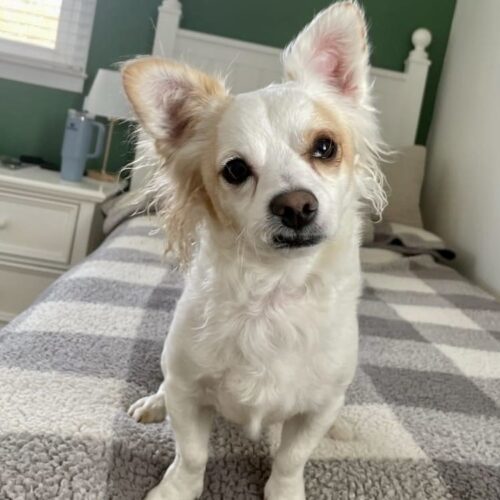 Leroy, an adoptable Papillon, Jack Russell Terrier in Verona, NJ, 07044 | Photo Image 3