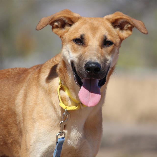 ZERO, an adoptable Labrador Retriever, Mixed Breed in Albuquerque, NM, 87105 | Photo Image 1