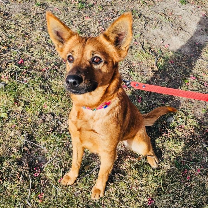 Carolina dog german shepherd hot sale mix