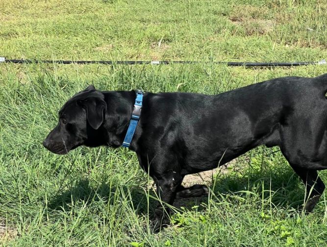 Pat 2024 labrador puppies