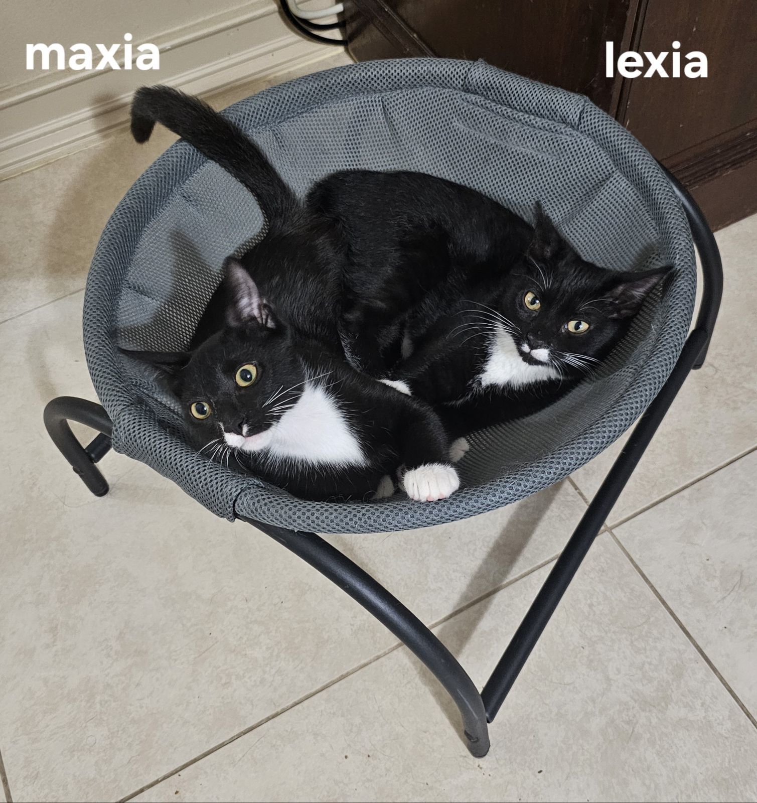 Maxia & Lexia