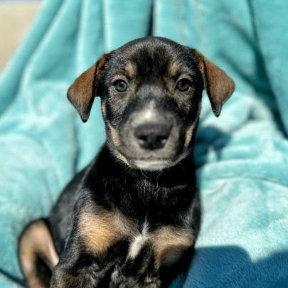 Husky doberman 2024 pinscher mix