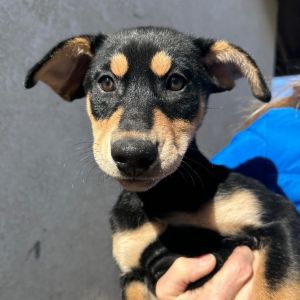 Doberman pinscher hot sale husky mix