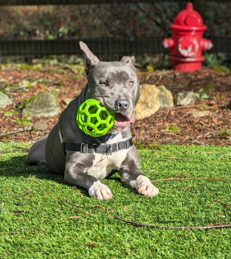 Dog for adoption Loki, a Mixed Breed in Sultan, WA Petfinder