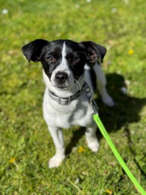 Patsy is a spunky puppy approximately 10 pounds a 5-6 month old female chihuahua mix She came to