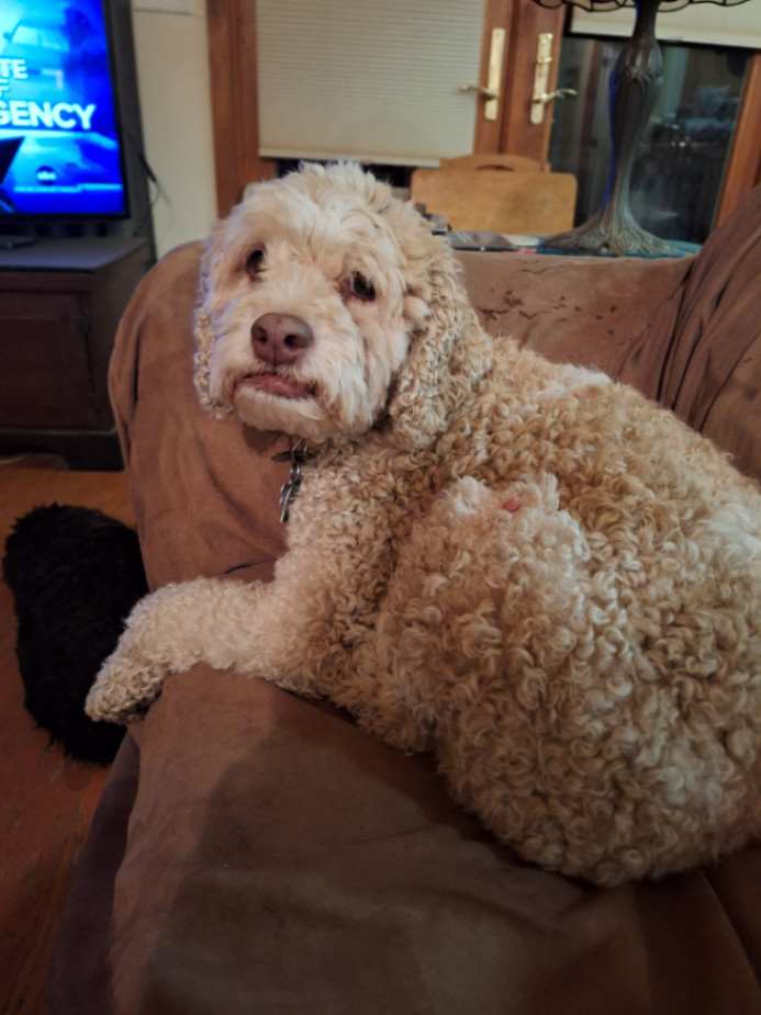 Dog for adoption BEAU, a Cockapoo in Grove, OK Petfinder