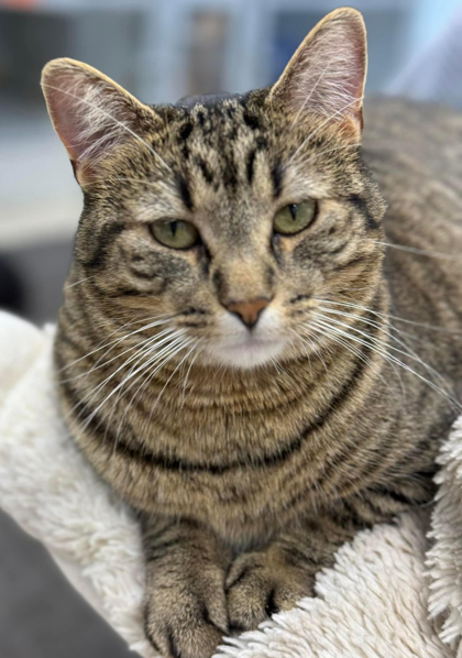 Thelma, an adoptable Domestic Short Hair in De Soto, IA, 50069 | Photo Image 1