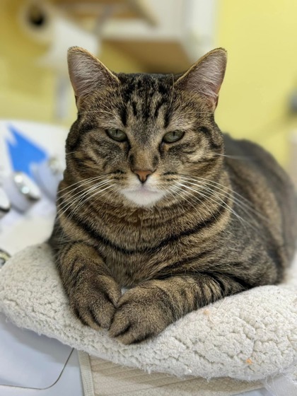 Thelma, an adoptable Domestic Short Hair in De Soto, IA, 50069 | Photo Image 2